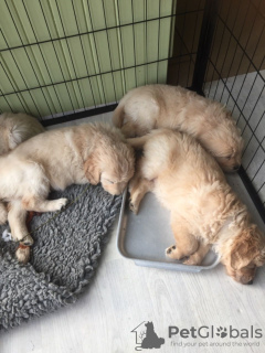 Photo №3. Golden Retriever Puppies available now with home delivery services. Netherlands