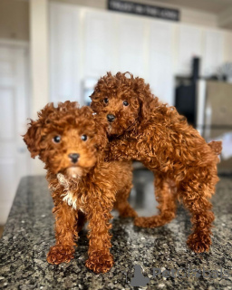 Photo №3. Health tested Teacup Poodle puppies. Germany