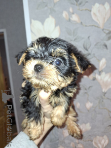 Photo №3. Charming Yorkshire Terrier puppies. Latvia