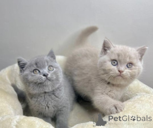 Photo №1. british shorthair - for sale in the city of Espoo | negotiated | Announcement № 156702