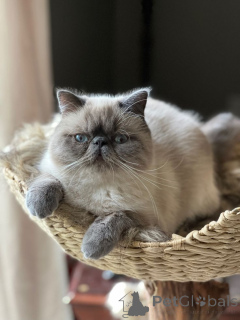 Photo №1. exotic shorthair - for sale in the city of Aizlingen | 465$ | Announcement № 157791