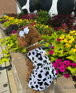 Photo №4. I will sell poodle (royal) in the city of Alice Springs. breeder - price - 300$