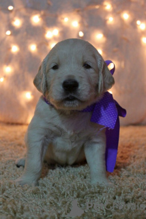 Additional photos: Golden Retriever puppies