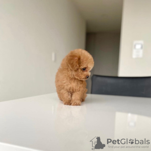 Photo №2 to announcement № 106824 for the sale of poodle (toy) - buy in Germany breeder