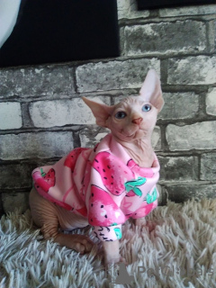 Photo №2 to announcement № 10965 for the sale of sphynx cat - buy in Ukraine breeder