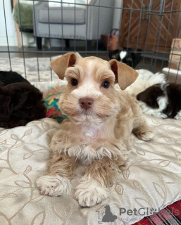 Photo №3. Beautiful Vaccinated Schnauzer puppies available for sale now for loving homes. Serbia