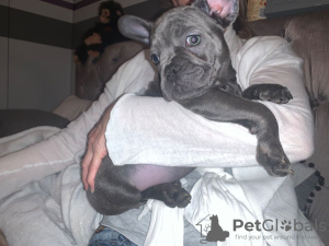 Photo №2 to announcement № 99944 for the sale of french bulldog - buy in Germany private announcement