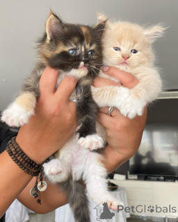 Photo №1. maine coon - for sale in the city of Karrantza Harana | negotiated | Announcement № 168296