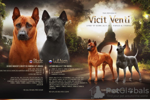 Photo №2 to announcement № 8548 for the sale of thai ridgeback - buy in Latvia breeder