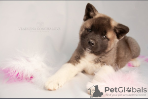 Additional photos: Breeding nursery offers puppies of different breeds