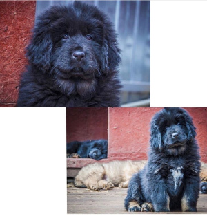 Photo №1. tibetan mastiff - for sale in the city of Nizhny Novgorod | 402$ | Announcement № 6255