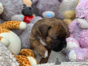 Photo №2 to announcement № 47506 for the sale of boxer - buy in Austria private announcement