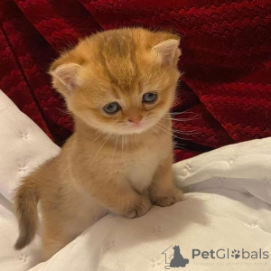 Photo №4. I will sell  in the city of Annecy.  - price - Is free