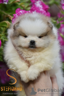 Photo №1. pomeranian - for sale in the city of Loznica | Is free | Announcement № 100938