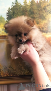 Photo №2 to announcement № 27154 for the sale of  - buy in Belarus private announcement