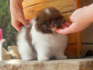 Photo №2 to announcement № 3316 for the sale of pomeranian - buy in Russian Federation private announcement