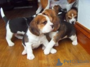 Photo №1. beagle - for sale in the city of VOSSEVANGEN | negotiated | Announcement № 158441
