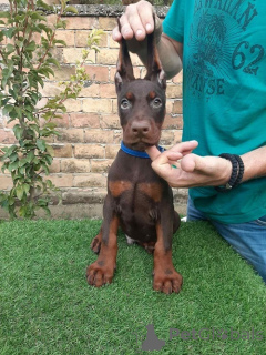 Photo №3. Doberman puppies for sale. Serbia
