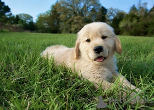 Photo №2 to announcement № 166048 for the sale of golden retriever - buy in Germany 