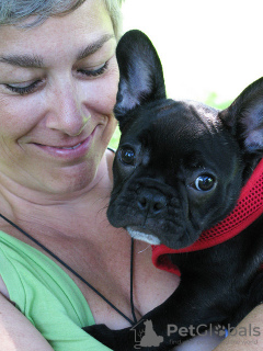 Photo №3. french bulldog. Germany