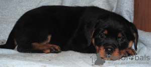 Photo №1. rottweiler - for sale in the city of Chelyabinsk | 406$ | Announcement № 8609