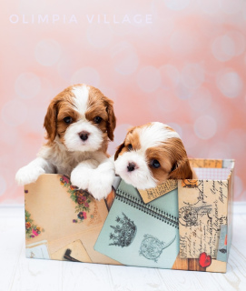 Additional photos: Kennel RKF “Olimpia Village” (Moscow) offers high-pedigree puppies Cavalier King