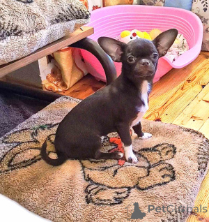 Photo №2 to announcement № 166046 for the sale of chihuahua - buy in Belarus private announcement