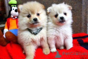 Photo №1. pomeranian - for sale in the city of Geiselwind | 465$ | Announcement № 169463