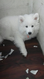 Photo №1. samoyed dog - for sale in the city of Minsk | 400$ | Announcement № 1098