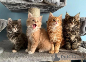 Photo №3. Chipped Main Coon kittens with pedigree for Adoption. Germany