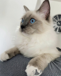 Photo №1. ragdoll - for sale in the city of Brussels | 211$ | Announcement № 123519