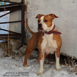 Photo №1. american staffordshire terrier - for sale in the city of Magnitogorsk | Is free | Announcement № 4446