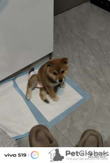 Photo №2 to announcement № 133041 for the sale of shiba inu - buy in China private announcement