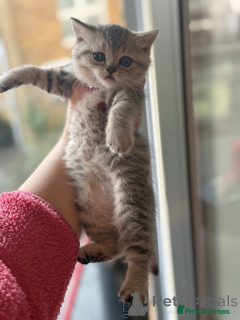 Photo №2 to announcement № 135819 for the sale of burmilla shorthair - buy in Belgium private announcement