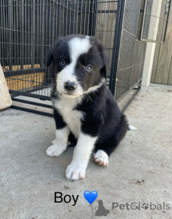 Photo №2 to announcement № 163959 for the sale of border collie - buy in United States private announcement