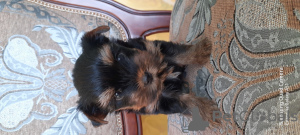 Photo №4. I will sell yorkshire terrier in the city of Kiev. from nursery - price - 500$