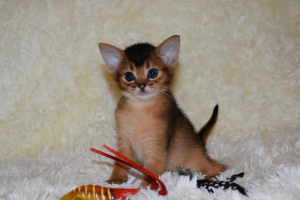Photo №1. abyssinian cat - for sale in the city of Москва | 311$ | Announcement № 2100