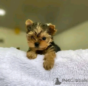 Photo №1. yorkshire terrier - for sale in the city of Ohio City | Is free | Announcement № 123114