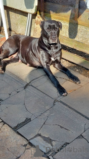 Photo №1. cane corso - for sale in the city of New York | 634$ | Announcement № 103368