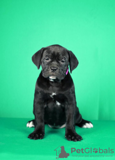 Photo №1. cane corso - for sale in the city of Нови Сад | negotiated | Announcement № 122379