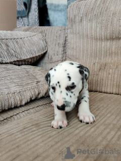 Photo №1. dalmatian dog - for sale in the city of Myrtle Beach | negotiated | Announcement № 63947