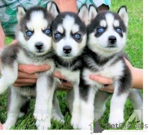 Photo №1. siberian husky - for sale in the city of Geehrden | 329$ | Announcement № 147602