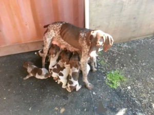 Photo №3. Germany shorthaired pointer puppies. Germany