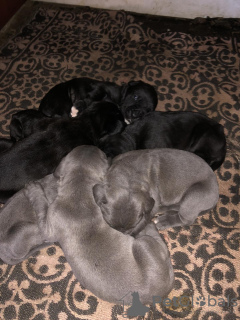 Photo №4. I will sell cane corso in the city of Vienna. private announcement - price - 1057$