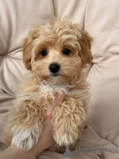 Photo №4. I will sell  in the city of Berlin. breeder - price - 1412$