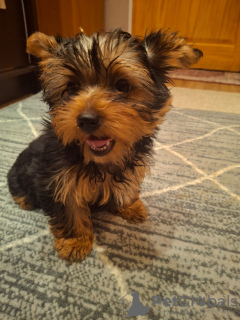 Photo №3. Yorkie puppy.. Lithuania