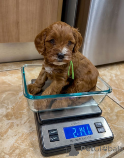 Photo №1. labradoodle - for sale in the city of Grevenmacher | negotiated | Announcement № 178074