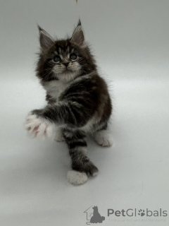 Photo №1. maine coon - for sale in the city of Odessa | 1058$ | Announcement № 163748