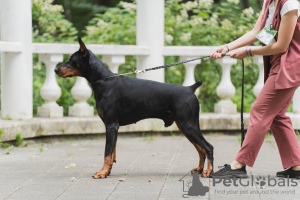 Photo №2. Mating service dobermann. Price - 325$