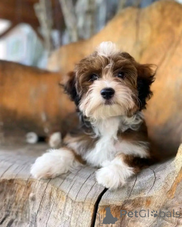 Photo №2 to announcement № 138775 for the sale of havanese dog - buy in United States breeder